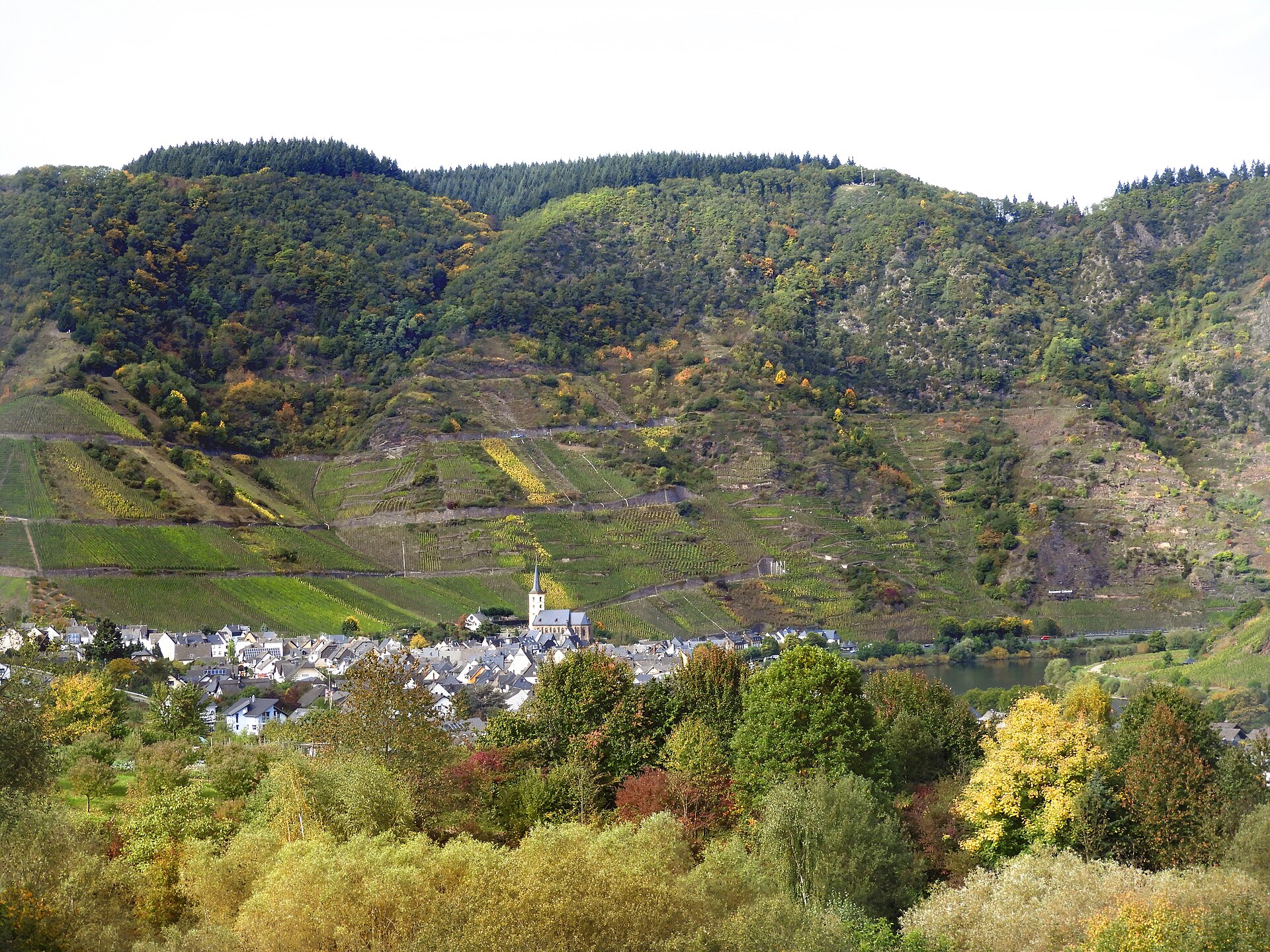 Wijndorp aan de Moezel met steile terraswijngaarden in herfstkleur langs de rivier